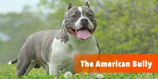 what is the american bully here is the bully breed 101