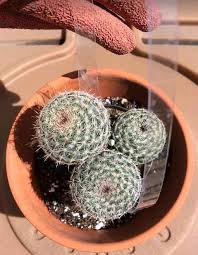 We need not have a vast assortment of repotting a cactus tips & recommendations. Why We Need To Repot Newly Bought Succulents Succulent Plant Care