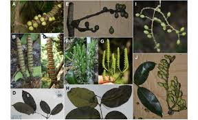 Image result for Gnetum africanum