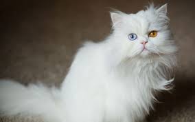‪Persian Cat Breed Guide | Pet Parenting‬‏