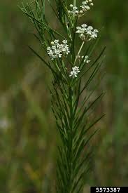 Eastern Whorled Milkweed Asclepias Verticillata Gentianales Asclepiadaceae 5573387