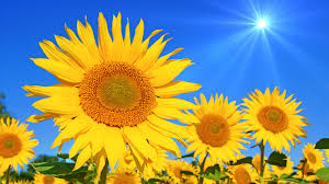 Der ideale zeitpunkt zum säen von sonnenblumen ist gekommen, wenn der boden eine temperatur von sieben bis acht grad celsius angenommen hat. Immer Der Sonne Nach Sonnenblumen Landkind
