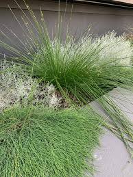 Image result for Ficinia