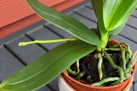 The most important things you need to know all about growing orchids. Why Do Orchids Have Green Roots Smart Garden Guide