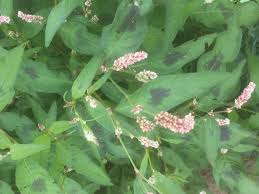 Image result for Persicaria lapathifolia