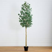 Image result for Eucalyptus