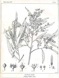 Image result for Ventilago