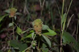 Image result for Phaulopsis imbricata