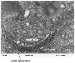 Golgi Apparatus Wikipedia