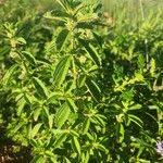 Image result for Leucas neuflizeana