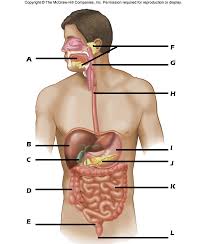 Digestive System Review Quiz Proprofs Quiz
