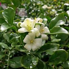 Image result for Murraya