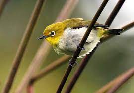 Download Suara Burung Pleci Ngalas Gacor Mp3 Harga