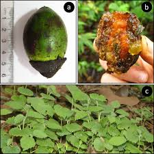 Image result for Cordia millenii