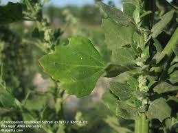 Image result for Chenopodium opulifolium