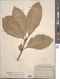 Image result for Xymalos monospora