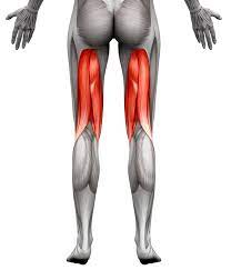 The hamstrings flex the knee joint and extend the thigh backward to propel movement. 8 Effektive Beinbeuger Ubungen Mit Oder Ohne Gerate