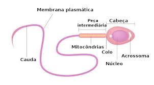 Espermatozoide Biologia Net