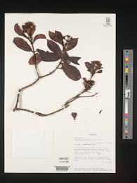 Image result for Psychotria mahonii