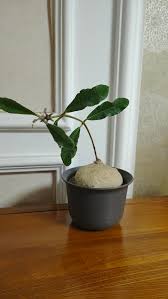 Image result for Raphionacme madiensis