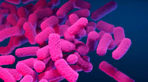 Image result for Shigella
