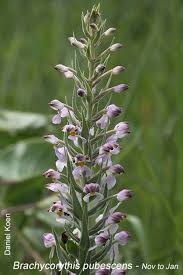 Image result for Brachycorythis pleistophylla