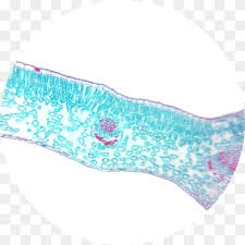 Maybe you would like to learn more about one of these? Elodea Png Images Pngwing