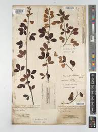 Image result for Microcharis annua