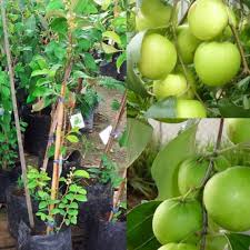 Daun bidara tidak hanya dimanfaatkan untuk memandikan jenazah, orang yang baru masuk islam atau mandi haidh, tapi juga memiliki khasiat selain itu daun bidara sangat efektif untuk membantu proses penyembuhan penyakit karena gangguan jin. Pokok Bidara Prices And Promotions May 2021 Shopee Malaysia