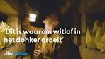 Video Waarom groeit witlof in het donker? | Nederland op z'n ... - YouTube