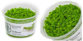 Image result for Spirodela polyrrhiza