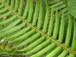 Image result for Polystichum