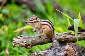 While these rodents are cute, they can also be destructive. How To Get Rid Of Chipmunks Varment Guard Wildlife Services