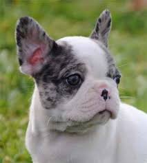 Deafness is more common in white coated dogs due to a piebald gene which is often characterized by a mainly white coat with patches of black and blue eyes. Merle Bulldog Bulldog Puppies Pets Merle French Bulldog