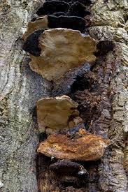 Image result for Phellinus rimosus