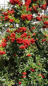 Image result for Pyracantha coccinea red column