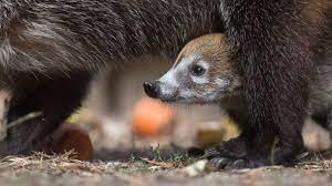 In einer einzigartigen verbindung von kultur und natur entdeckt man den vielleicht schönsten zoo der welt. Funf Nasenbar Babys Erkunden Ihr Gehege