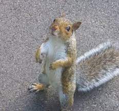 A Day In Your Prayer Life Whatever Your Need Is Today Don T Give Up Your Answer Is On The Way Squirrel Funny Cute Squirrel Squirrel Pictures