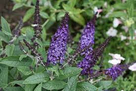 Planting these plants around or near, deer favorites can help deter deer. 22 Deer Resistant Plants Flowers Deer Proofing Tips Garden Design