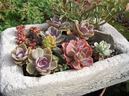 Grow a few plants in pots and see how they do. Succulents In Cold Climates Yes You Can Finegardening