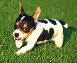 Black And Brown Rat Terrier Chihuahua Mix This Reminds Me Of Our Fender Whom We Lost At A Very Young Age I Miss Him Every Day Rat Terrier Dogs Rat Terrier Puppies Dog Breeds