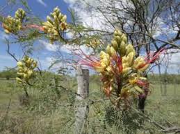 Image result for Erythrostemon gilliesii