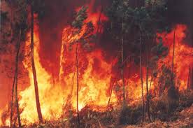 Resultado de imagem para imagem do desmatamento da floresta amazonica