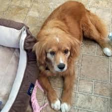 View Ad Golden Cocker Retriever Dog For Adoption Near Colorado Parker Usa Adn 883269