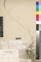 Image result for Sporobolus consimilis