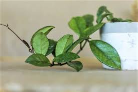 Grow fragrant hoya carnosa wax plant. 9 Causes Of A Hoya Not Growing And Solutions Smart Garden Guide