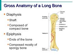 6 compact bone vs spongy bone. Skeletal System