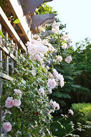 English Style Garden In The Hamptons Climbing Roses Garden Design Hampton Garden