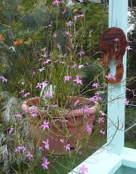 Image result for Octolepis decalepis