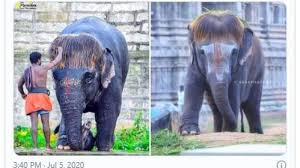 Tumbuh di atas tanah kering lamongan, 28 oktober 2013 koordinator perpustakaan, penulis, bambang sukoco s.e, mm.pd dra. Unik Dan Menggemaskan Gajah Di India Punya Gaya Rambut Bob Nan Stylish Nkriku